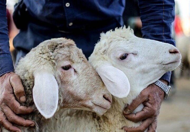 تعیین قیمت دام زنده برای عید قربان در استان یزد