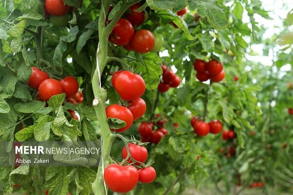 پیشبینی برداشت ۵۵۸ هزار تُن گوجهفرنگی از مزارع قزوین