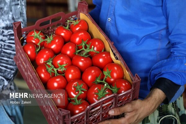 صادرات گوجه فرنگی از فیروزآباد فارس آغاز شد