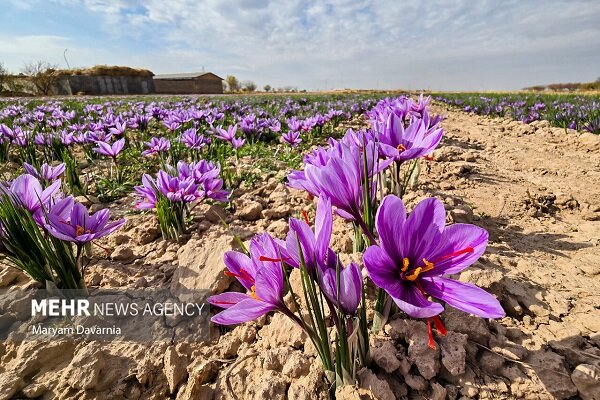 زعفران در بورس، کشاورز در بن‌بست؛ طلای سرخ در دوراهی صادرات و فرآوری