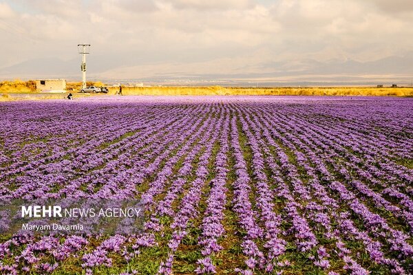 شکوفایی زعفران در بروجرد؛ طلای سرخ به بار نشست