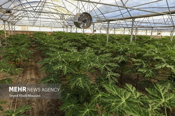 سالانه ۲۷ هزار تن محصولات گلخانه ای در استان سمنان تولید می شود