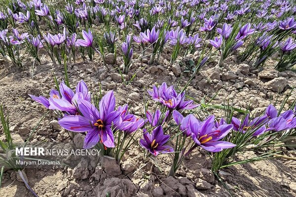 برداشت زعفران در آزادشهر آغاز شد؛ ۵۰۰ هکتار زمین زیر کشت این محصول برداشت زعفران در آزادشهر آغاز شد؛ ۵۰۰ هکتار زمین زیر کشت این محصول
