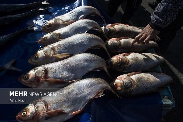 ضرورت رواج مصرف محصولات فرآوری شده شیلات در جامعه