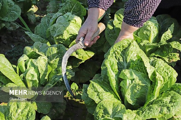 مقامات محلی ورامین شایعه آبیاری بافاضلاب را«جعلی»خواندند؛تهدیدرسانه ها