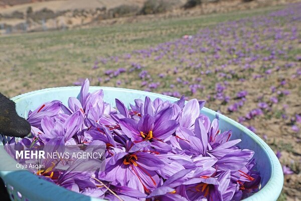 پایان خام‌فروشی زعفران؛خراسان رضوی در مسیر تثبیت جایگاه جهانی طلای سرخ
