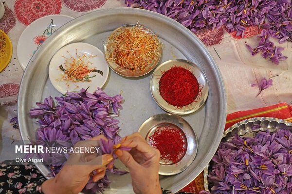 زعفران،كشور،صادرات،ايران،كشاورزي،پالايشگاه،جهاد،محصول،رسمي،ح ...