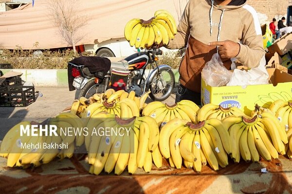 زرآباد؛ پایتخت «موز» ایران در سواحل مکران