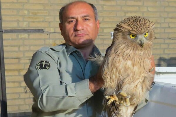 ديدبان،متخلفين،گلوله،محيطبان،ديانتي،اصابت،نسب