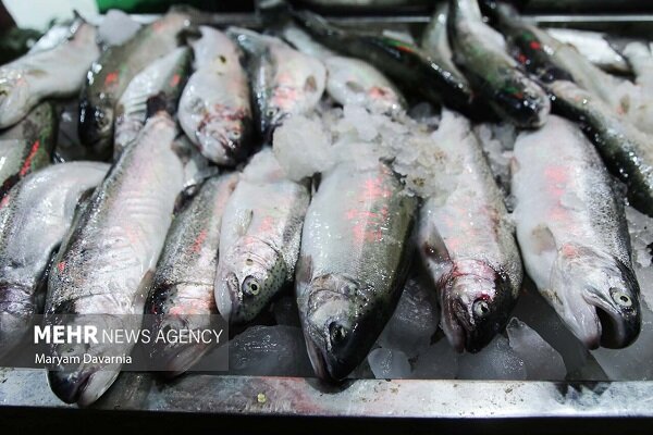 ارزآوری پایدار با صادرات آبزیان؛ زیرساختهای حملونقل بوشهر توسعه یابد ارزآوری پایدار با صادرات آبزیان بوشهر؛ زیرساختهای حملونقل توسعه یابد