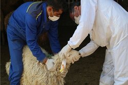 تشکیل ۶ اکیپ نظارتی برای ذبح بهداشتی دام در عید قربان دماوند