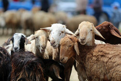 فعالیت ۱۵ جایگاه ویژه فروش دام زنده در تهران ویژه عید قربان