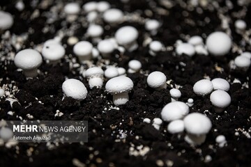 ۱۹۵ هزار تن قارچ خوراکی تا پایان سال تولید می‌شود