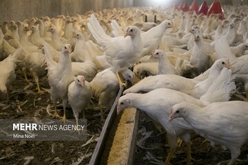 هشدار دامپزشکی درباره شیوع آنفلوانزای فوق‌حاد پرندگان در فصل سرما