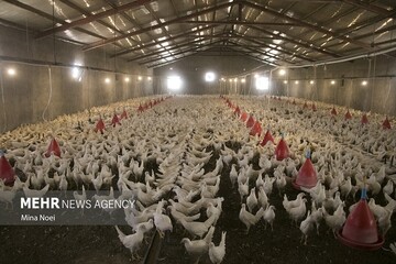 طرح پایش بیماری نیوکاسل طیور بومی در خراسان جنوبی آغاز شد