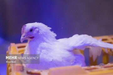 برخورد قانونی با عرضه کنندگان مرغ زنده در شهرستان دماوند تشدید شد