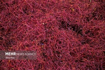 هر کیلوگرم زعفران در بورس کالا ۱۳۱ میلیون تومان داد و ستد شد