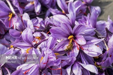 قیمت زعفران افزایش یافت