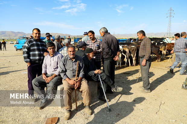 بازارم دام زنجان در آستانه عید قربان