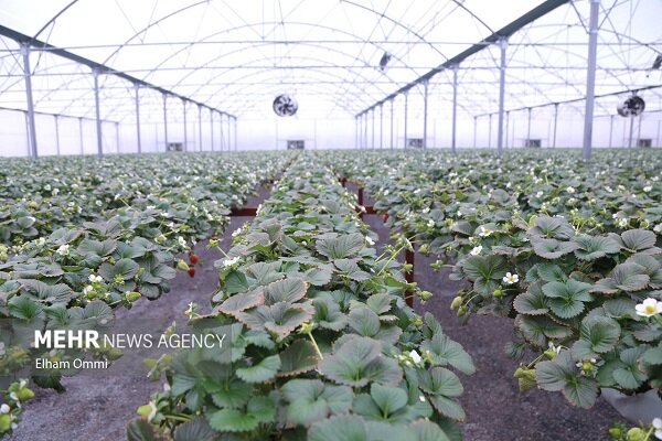 سرمایهگذاری 4000 میلیارد ریالی برای اجرای پروژههای کشاورزی مازندران