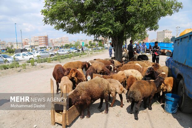 بازار فروش دام عید قربان در اردبیل