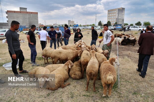 بازار فروش دام عید قربان در اردبیل