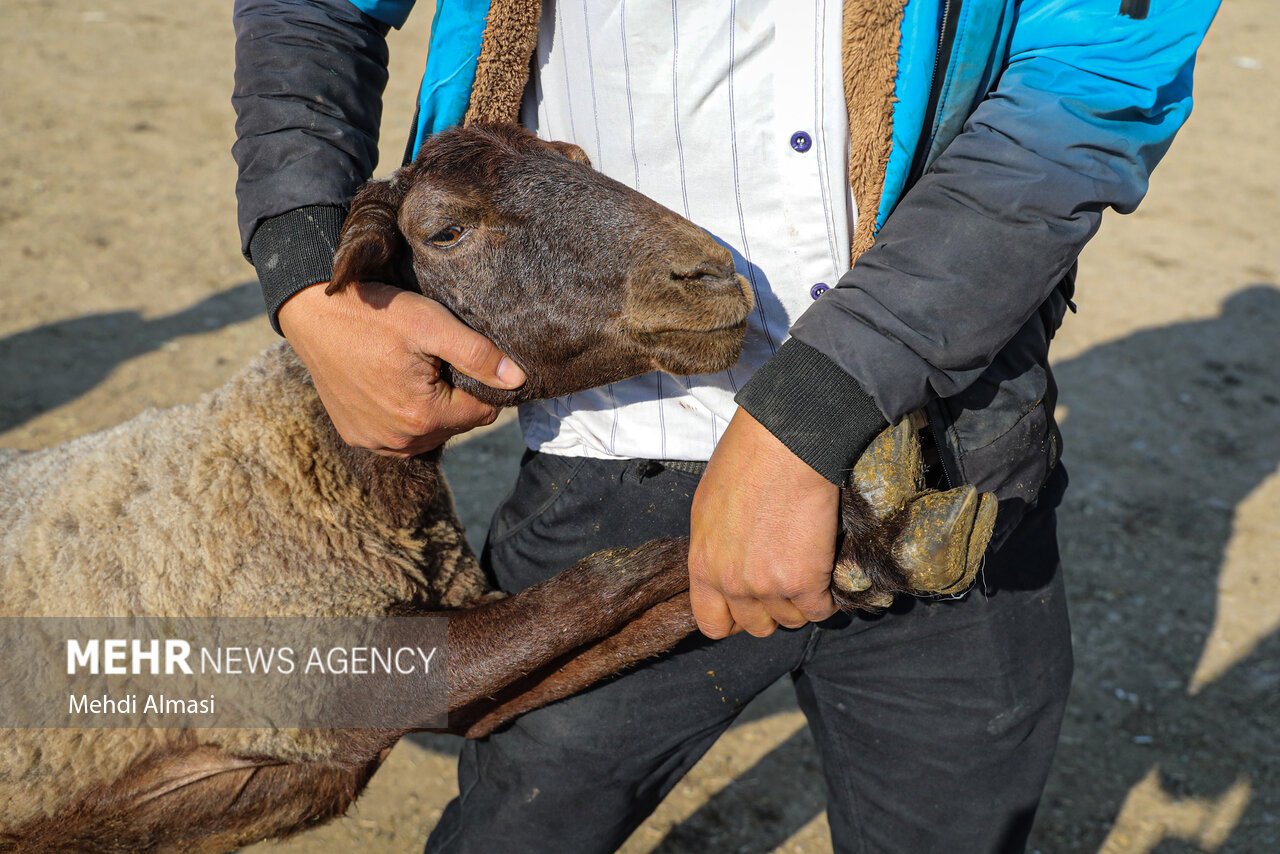 طرح جامع دامپزشکی همدان در عید قربان؛ سلامت مردم خط قرمز است