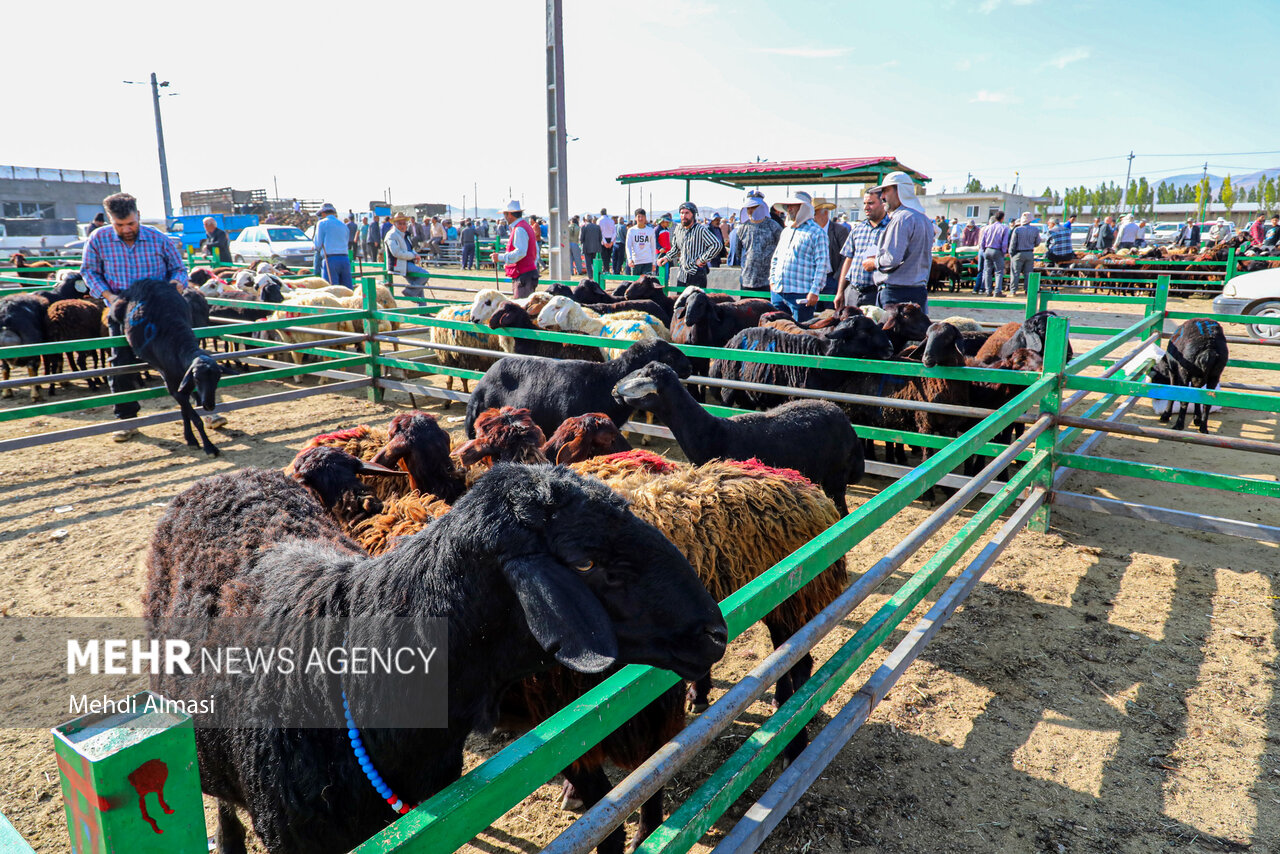 طرح جامع دامپزشکی همدان در عید قربان؛ سلامت مردم خط قرمز است