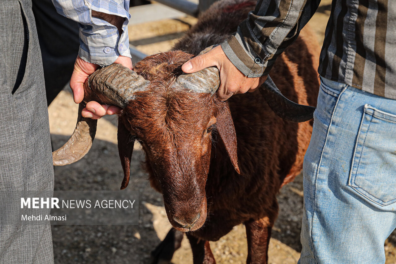 طرح جامع دامپزشکی همدان در عید قربان؛ سلامت مردم خط قرمز است