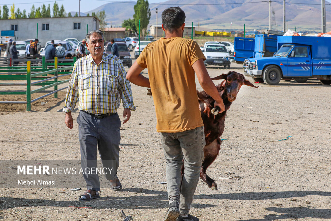 طرح جامع دامپزشکی همدان در عید قربان؛ سلامت مردم خط قرمز است