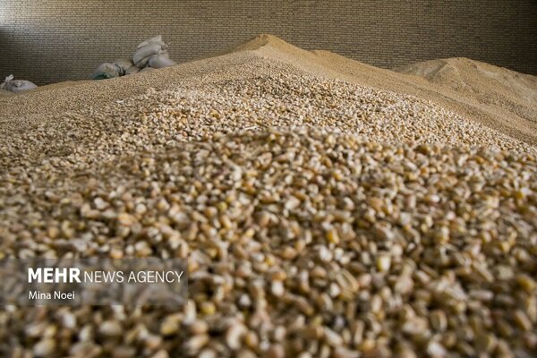 کمبود نهاده های دامی در اصفهان؛ مشکل مرغداران جدی است