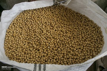 اینفوگرافیک؛ کشت نخود در استان کرمانشاه