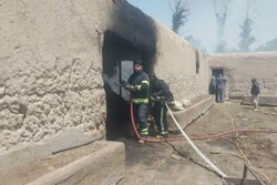 حادثه در دامداری جلیل‌آباد؛ بیش از ۳۰ رأس دام در آتش سوختند
