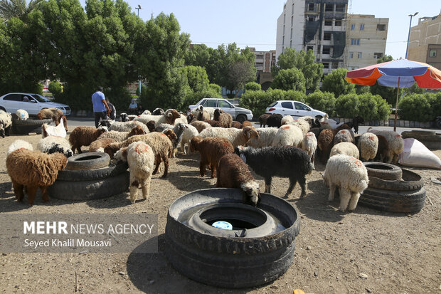 نظارت بر نحوه ذبح دام در روز عید قربان