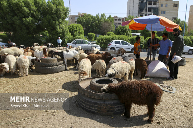 نظارت بر نحوه ذبح دام در روز عید قربان