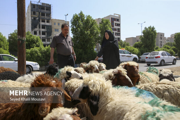 نظارت بر نحوه ذبح دام در روز عید قربان