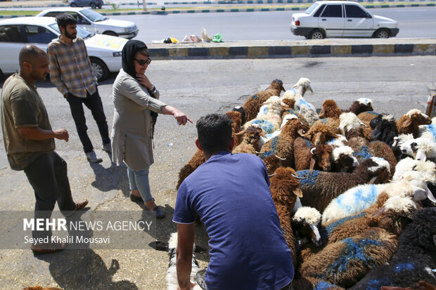 نظارت بر نحوه ذبح دام در روز عید قربان