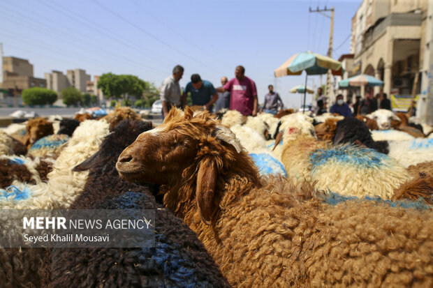 نظارت بر نحوه ذبح دام در روز عید قربان
