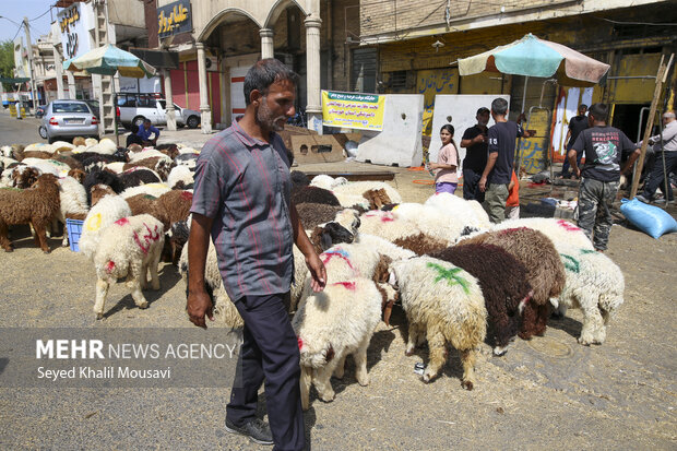 نظارت بر نحوه ذبح دام در روز عید قربان