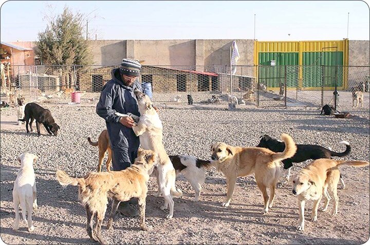سگ گردانی در خمین ممنوع شد