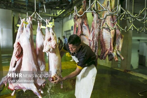 سوداگری در بازار دام و گوشت قرمز سوداگری در بازار دام و گوشت قرمز