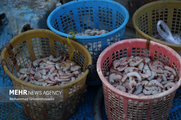 دریا به کام صیادان بوشهری؛ میزان صید میگو ۵۸ درصد افزایش یافت