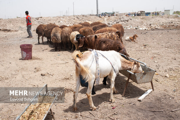 افزایش ۱۴ درصدی ایمن سازی دامهای خراسان رضوی علیه بیماری «شاربن»