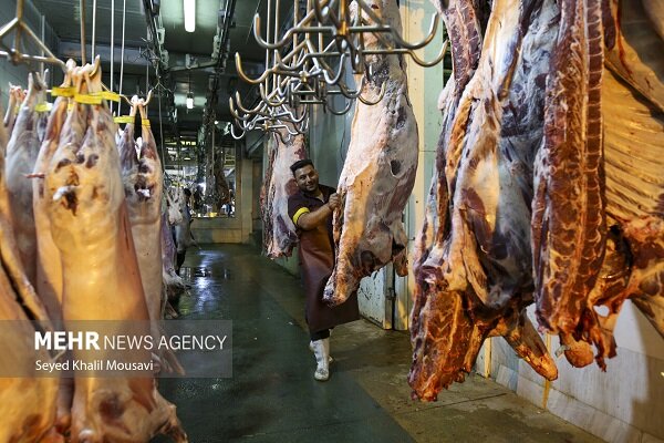 فاز عملیاتی خودکفایی گوشت قرمز؛ طرحی که صنعت دام را متحول میکند