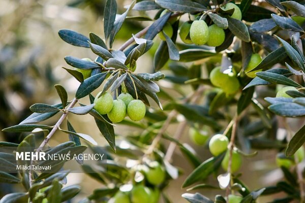 اینفوگرافیک| زیتون سبز گیلان در یک نگاه اینفوگرافیک| زیتون سبز گیلان در یک نگاه