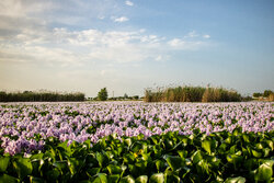 Water hyacinth wetland in Iran's Babol