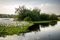 تالاب سنبل آبی بابل