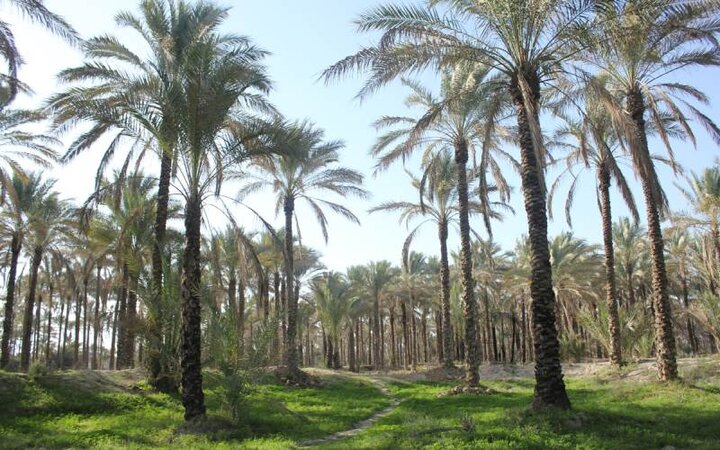 آیینهای سنتی نخلداران سیستان و بلوچستان؛ پیوند طبیعت با فرهنگ بومی