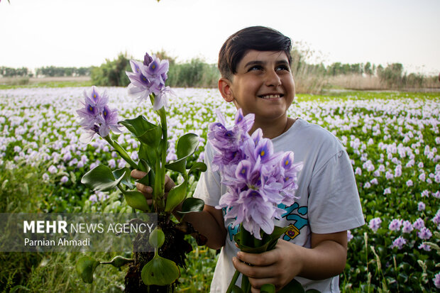 تالاب سنبل آبی بابل