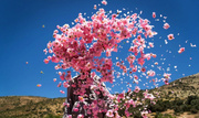 Iran Rose Water Festival; When desert breathes in fragrance